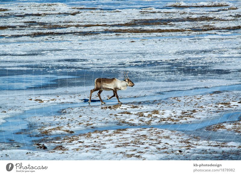 Reindeer at a lake in Iceland Vacation & Travel Tourism Adventure Far-off places Winter Winter vacation Nature Wild animal 1 Animal mammal free panorama blue