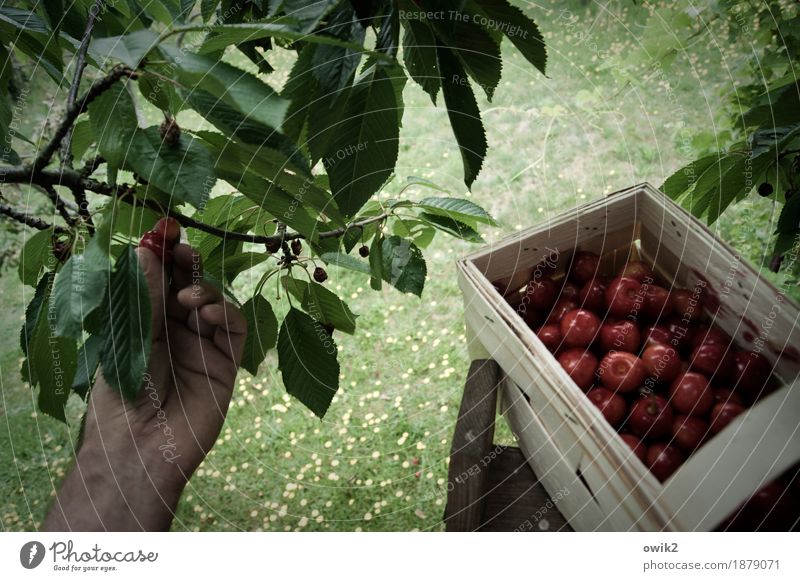 Fresh collection Hand Fingers Environment Nature Landscape Plant Summer Climate Beautiful weather Leaf Cherry tree Fruit basket Twig Delicious Above Sweet