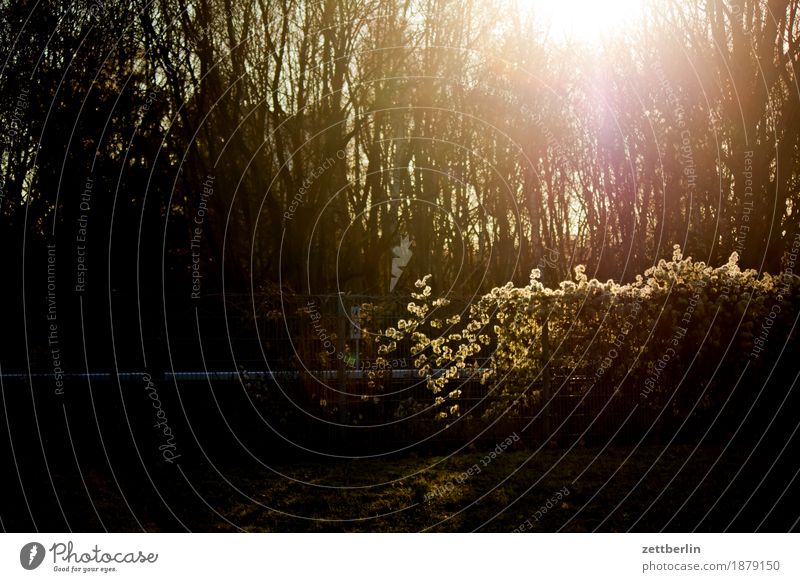 Back light in the morning Light Back-light Flashy Bright Sun Morning Sunrise Forest Tree Tree trunk Branch Nature Park Hedge Fence Neighbor Railroad tracks