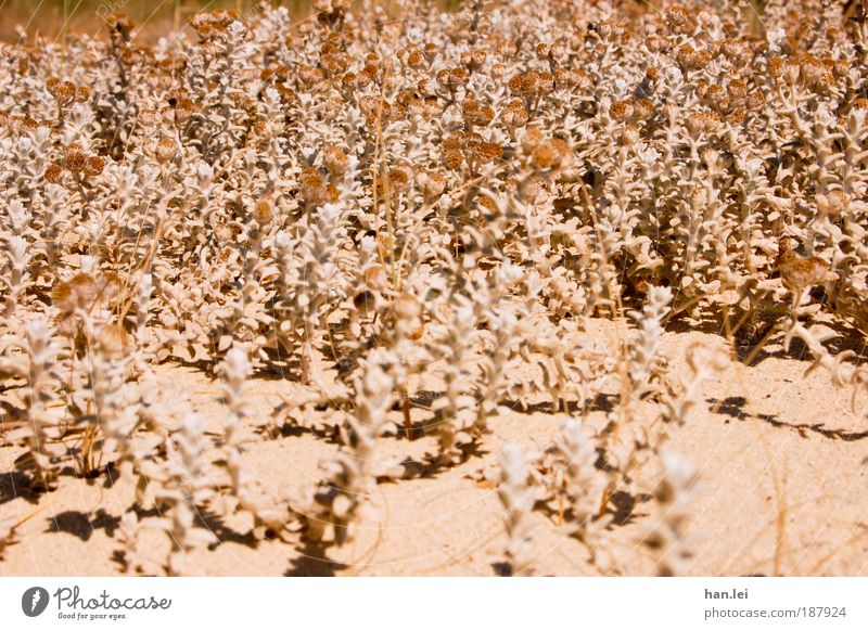 beach plants Shadow Beach Sand Earth Plant Copy Space Deserted Vacation & Travel Summer Beige Dry Dried Shriveled Hot Warmth Drought Beach dune Dune Undulating