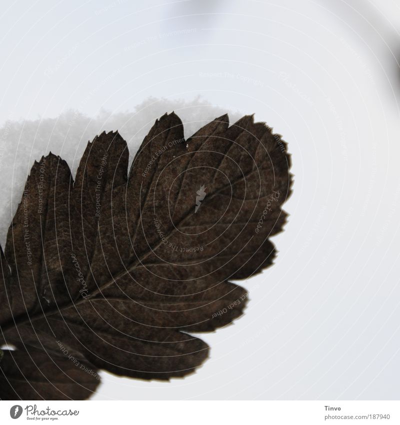 Autumn meets winter Nature Winter Climate Weather Snow Leaf Beautiful Change Structures and shapes Rachis Cold caught Colour photo Subdued colour Exterior shot