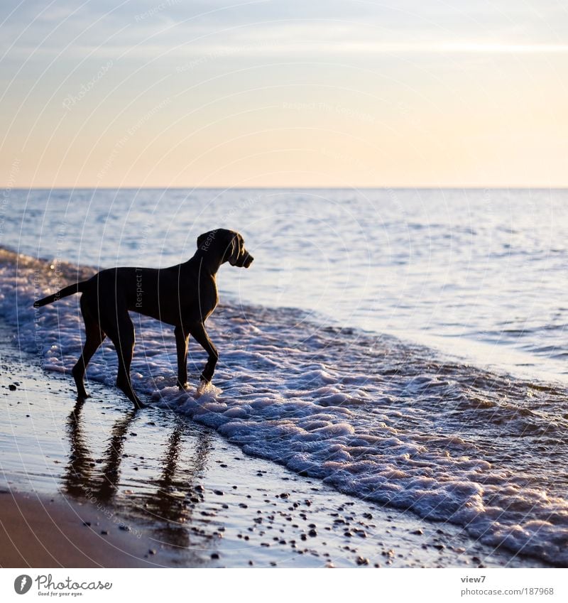 A dog that dares ... Environment Elements Water Sky Summer Beach Ocean Animal Pet Dog 1 Observe Walking Authentic Elegant Wet Joie de vivre (Vitality)