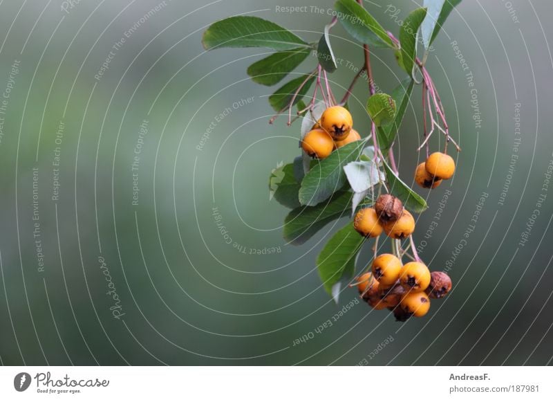 berries Environment Nature Plant Autumn Tree Bushes Leaf Yellow Green Branch Berries Berry bushes Orange Blur Fruit Colour photo Exterior shot Detail