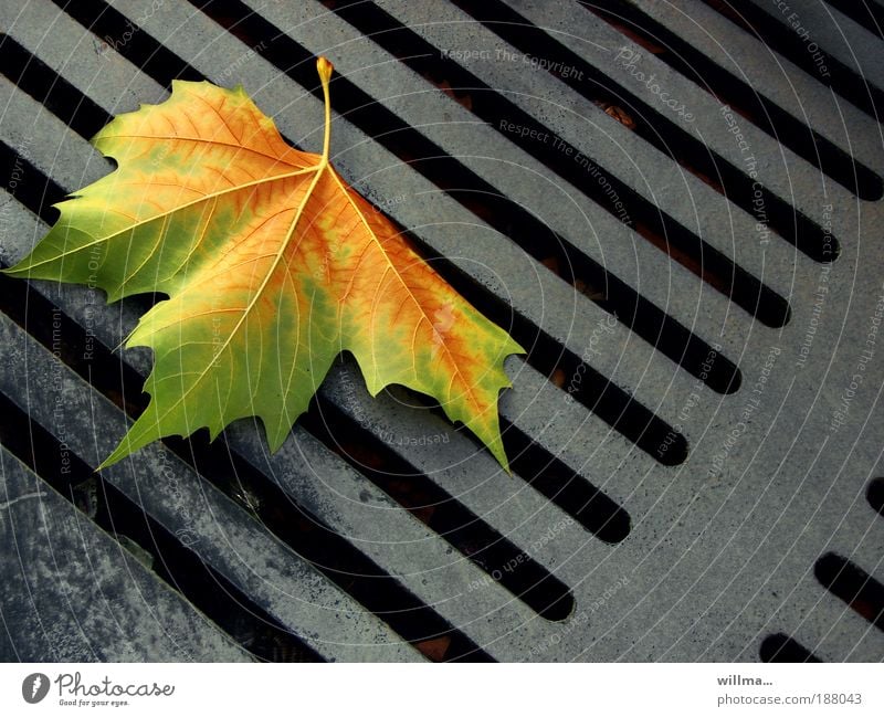 Between the lines Leaf autumn leaf Maple tree Autumn leaf fall Drainage Loneliness Gully End Transience justification type area between the lines