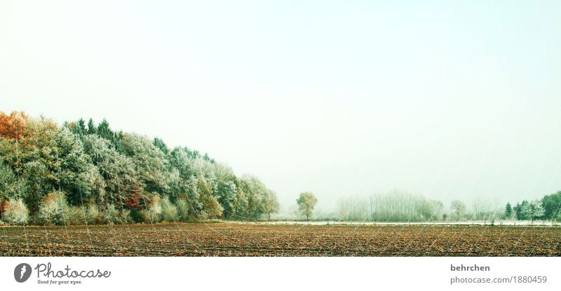 wintry autumn Nature Landscape Plant Sky Autumn Winter Ice Frost Snow Tree Bushes Field Forest Freeze Cold Beautiful Autumnal Snowscape Hoar frost Leaf