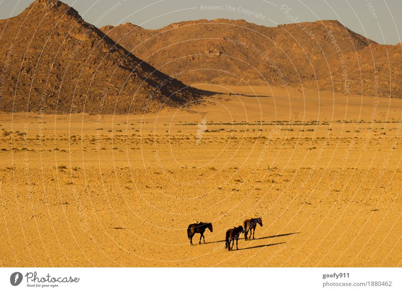 Wild horses in Aus (Namibia) Vacation & Travel Trip Adventure Far-off places Safari Environment Nature Landscape Earth Sand Sun Sunlight Summer Warmth Drought