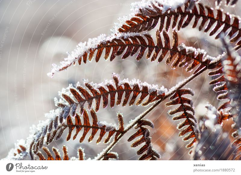 Fern fronds in winter Fern leaf fern frond Ice Frost Winter Snow Plant Pteridopsida Leaf Cold Brown White Back-light Shallow depth of field xenias Detail