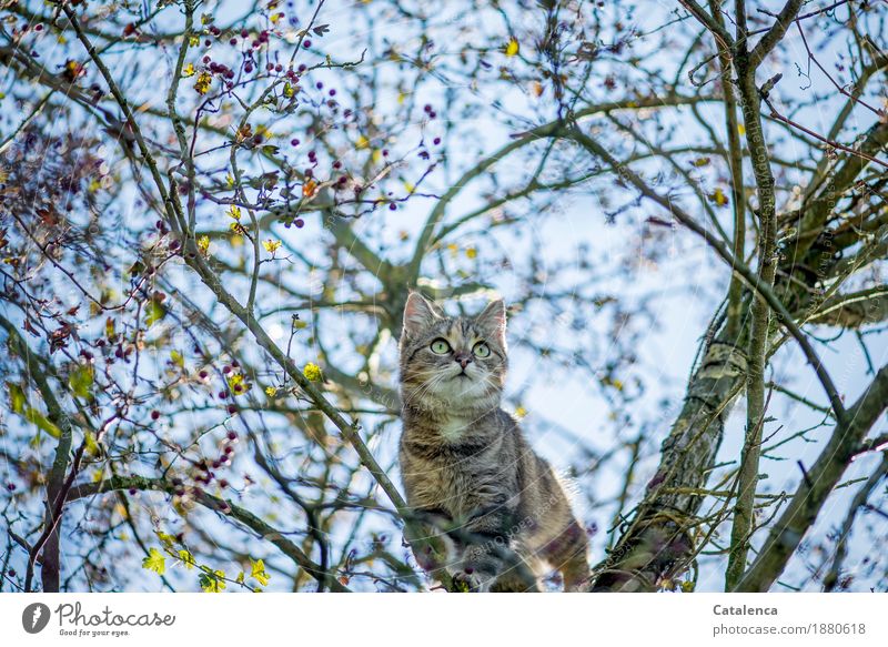 What now, cat in hawthorn bush Nature Plant Animal Sky Winter Beautiful weather Berries Hawthorn Garden Pet Cat 1 Observe Tall pretty Blue Brown Green Red