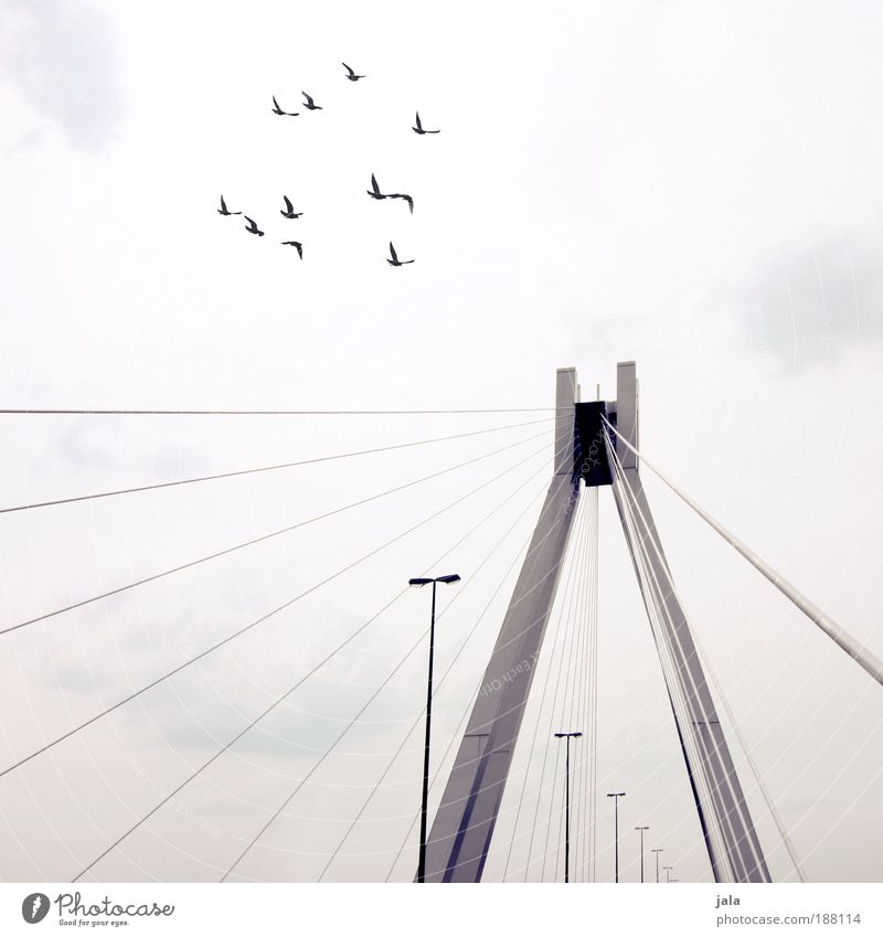 One day the birds will come back Sky Deserted Bridge Manmade structures Architecture Traffic infrastructure Bird Group of animals Bright Lantern Clouds Gloomy