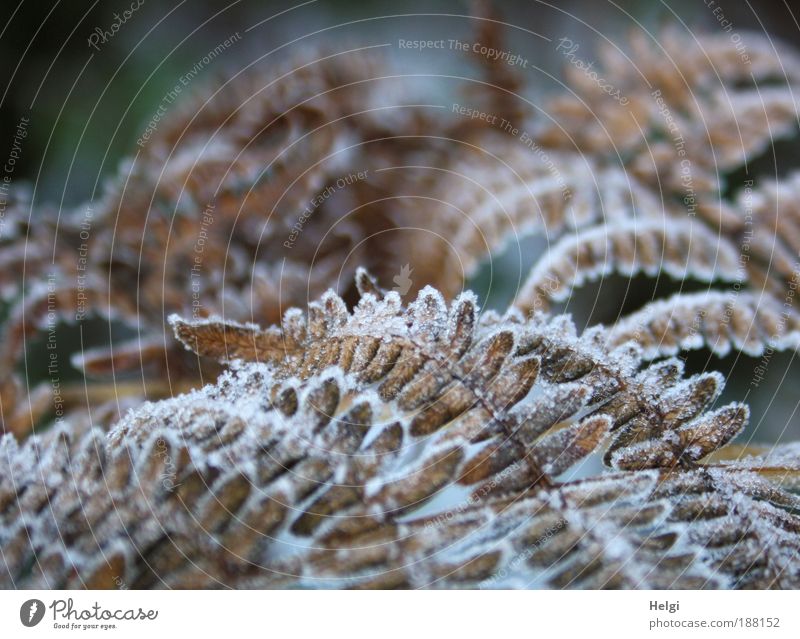hoar frost Environment Nature Plant Winter Ice Frost Leaf Foliage plant Freeze To dry up Growth Old Esthetic Cold Natural Beautiful Brown White Bizarre