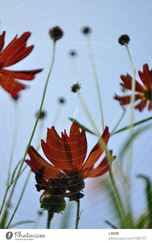 Flaming flowers Nature Plant Fire Flower Leaf Blossom Blue Green Red Blossom leave Bud Sky Sky blue Tattered Worm's-eye view Perspective Stalk Blur Colour photo
