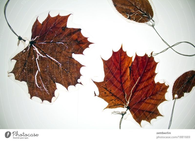 Four laminated sheets Leaf Decoration Isolated Image Autumn Autumn leaves Light Jewellery Maple tree Maple leaf Brown Leaf green Old Dry Dried Shriveled