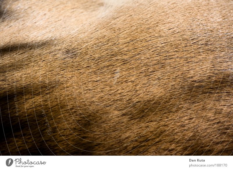 I Fell for you. Animal Wild animal Pelt Zoo Antelope 1 Baby animal Lie Pattern Brown Beige Shadow Hair Summer pelt Close-up Abstract full-frame image rimless