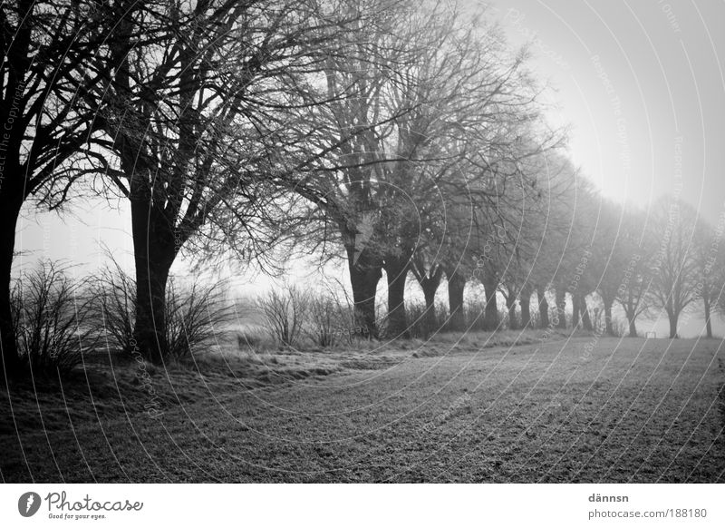 Fog in the morning Nature Landscape Earth Winter Ice Frost Tree Grass Field Forest Lanes & trails Think Freeze Sadness Dark Cold Gray Black White Grief Death