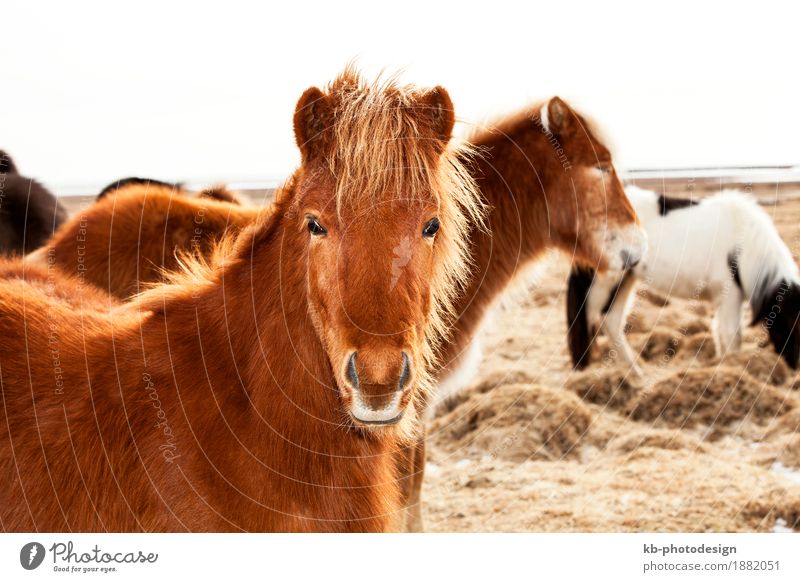 Portrait of an Icelandic pony Vacation & Travel Tourism Winter Iceland pony Iceland ponies brown mane Bangs Icelanders ride horse horses animal mammal breeding