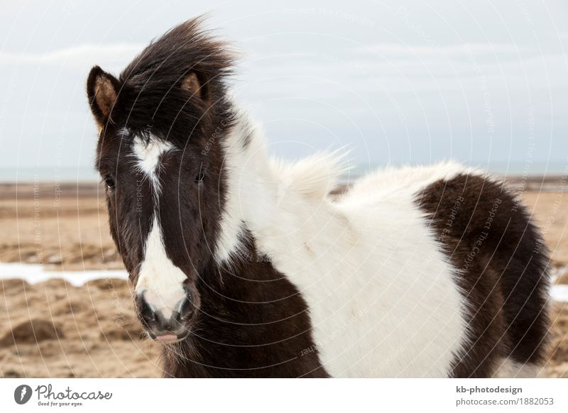 Portrait of a black and white Icelandic horse Vacation & Travel Tourism Adventure Far-off places Horse 2 Animal Iceland pony Iceland ponies Icelander dog snow