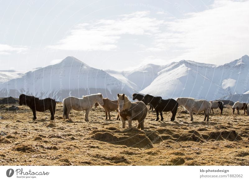 Herd of Icelandic horses on a meadow in winter Vacation & Travel Tourism Adventure Far-off places Winter Landscape Mountain Horse Iceland pony Iceland ponies