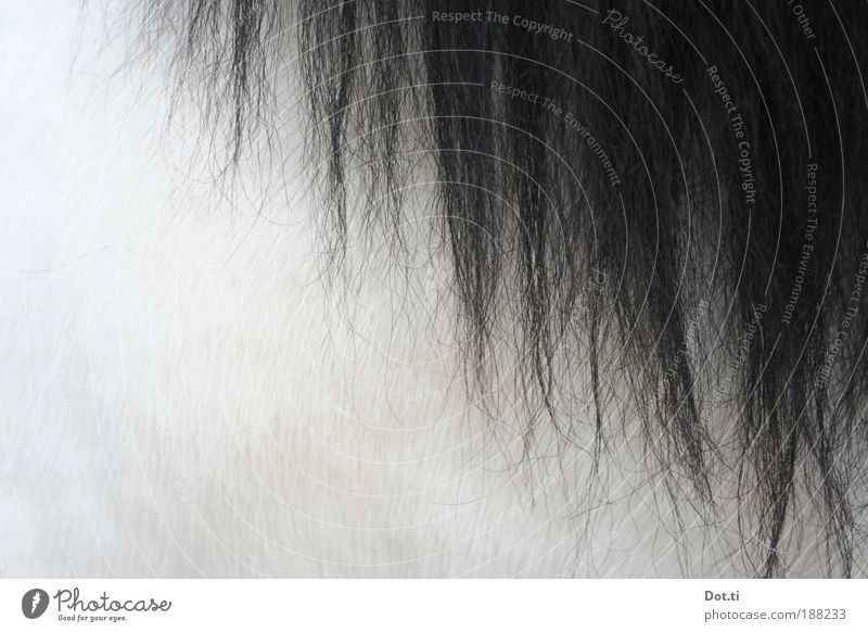 Yes such a pony Hair and hairstyles Ride Pelt Black-haired Long-haired Animal Farm animal Horse 1 Soft White Mane pony farm Caress Gray (horse) polar bearskin