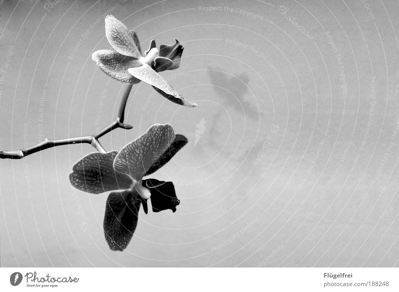Noble plant Nature Plant Flower Orchid Exotic Growth Glittering Pattern Structures and shapes Shadow Bud Leaf Blossom Stalk Black & white photo Interior shot