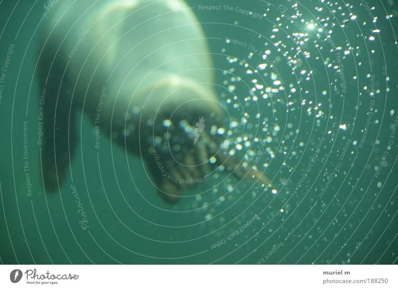 Keep your head above water. Nature Water Drops of water Waves Coast Lake Animal Animal tracks Aquarium sea bear Marine mammal 1 Breathe Dive Fat Blue Green