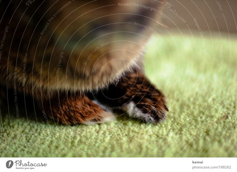 rabbit's paws Animal Pet Pelt Claw Paw Hare & Rabbit & Bunny pygmy hare 1 Sit Brown Green Love of animals Carpet Floor covering Colour photo Interior shot