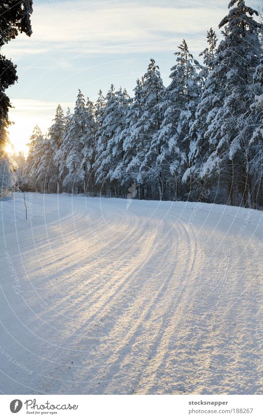 Winter road Plowed Curve Nordic Scandinavia Finnish Finland Cold Sunlight Tree Forest Street Snow The Arctic