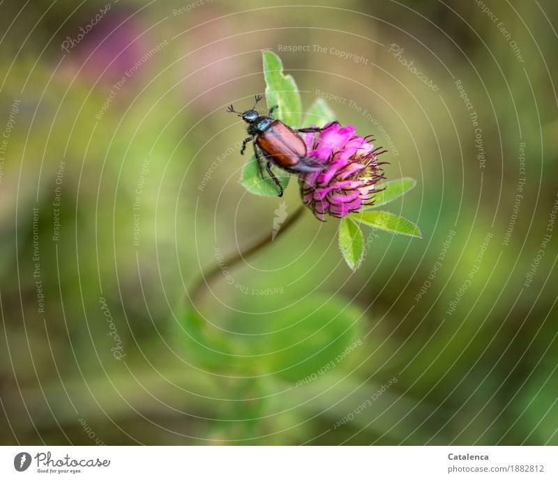 Not secret, monstrous. June beetle and red clover flower Nature Plant Animal Summer Beautiful weather Leaf Blossom Agricultural crop red clover blossom Meadow