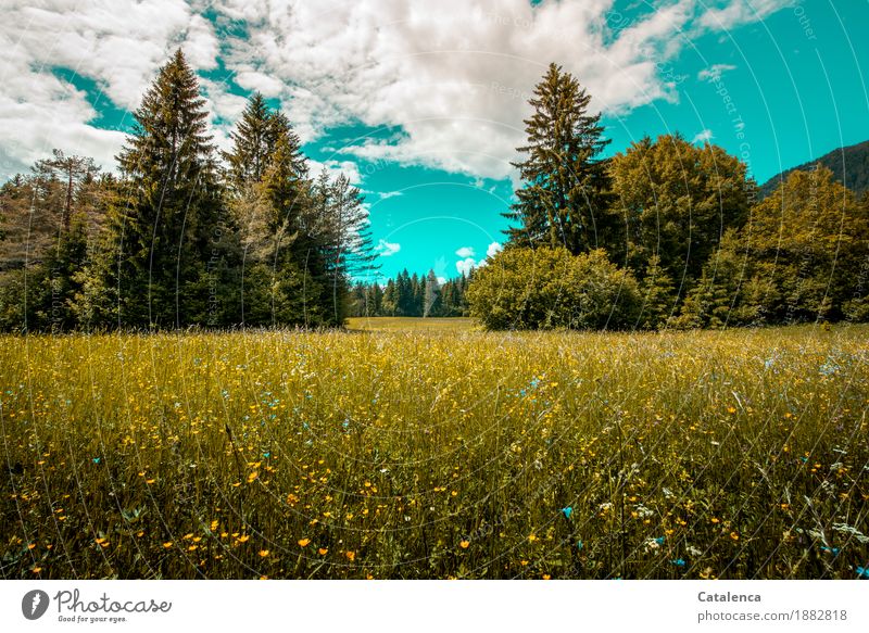 Memory, flower meadow and conifers Summer Summer vacation Hiking Landscape Plant Sky Beautiful weather Tree Grass firs Flower meadow Field Forest Blossoming
