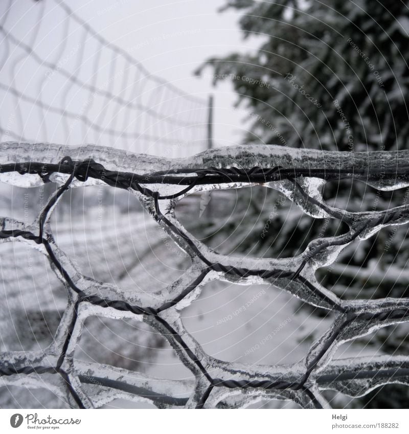 icy... Environment Nature Landscape Winter Weather Bad weather Ice Frost Tree Field Metal Glittering Growth Exceptional Simple Cold Gray Black White Calm