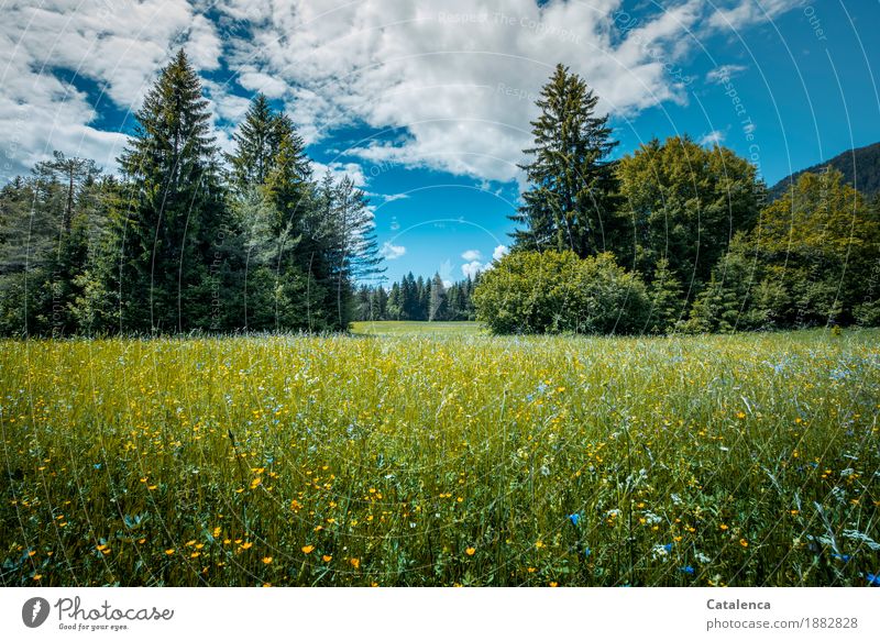 summer blues Relaxation Calm Trip Summer Hiking Nature Landscape Sky Clouds Beautiful weather Plant Tree Grass Blossom Flower meadow Fir tree Field Growth