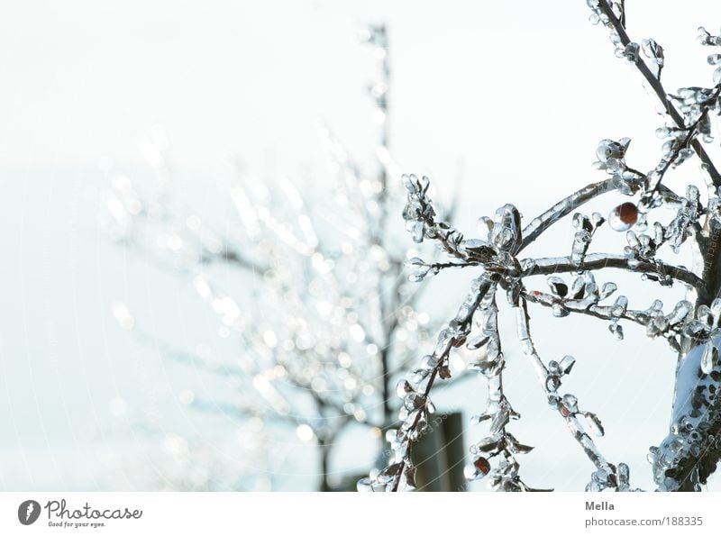 The glass trees of Mandala Environment Nature Plant Winter Climate Climate change Weather Ice Frost Tree Park Freeze Glittering Exceptional Bright Cold Natural