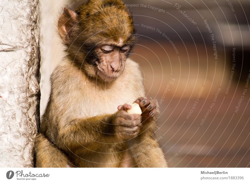 Monkey in Gibraltar concentrates on his food Detached house Animal Monkeys 1 Eating Concentrate Free Colour photo Exterior shot Day Central perspective