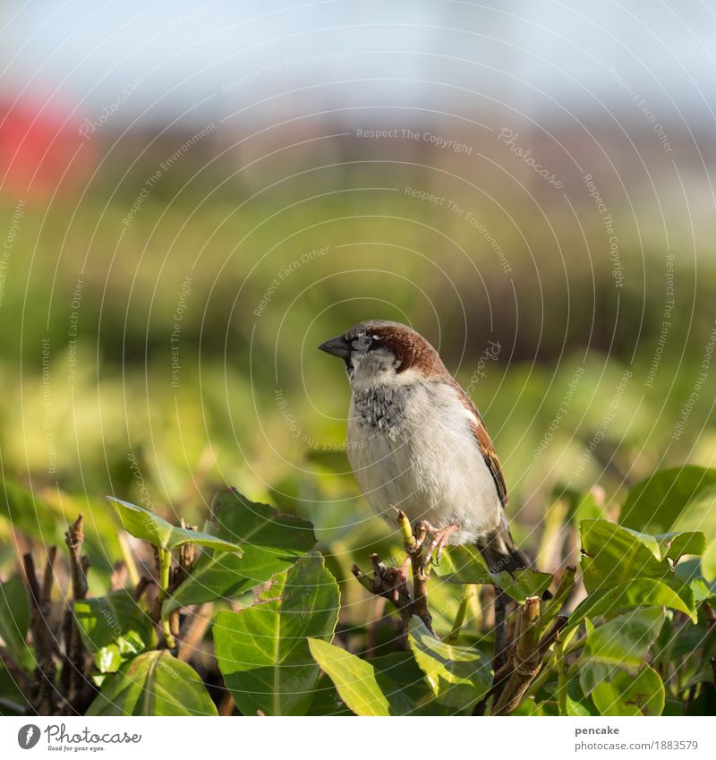 sparrow in the hand... Nature Sky Beautiful weather Bushes Animal Wild animal Bird 1 Looking Sparrow Blur Free-living Red Green Foliage plant Colour photo