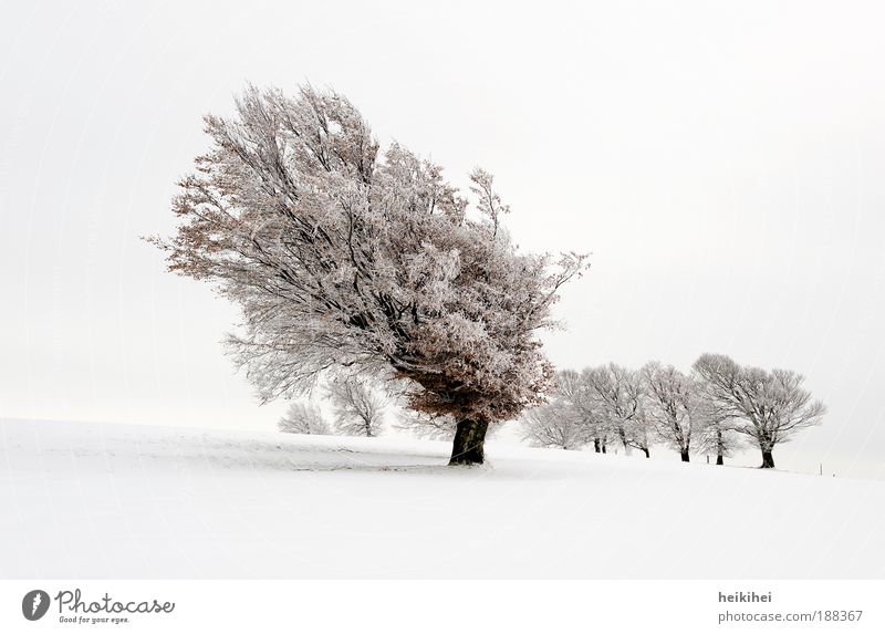 snow beech Environment Nature Landscape Plant Sky Winter Snow Meadow Mountain Breathe Brown Black White Emotions Moody Calm Day Colour photo Subdued colour
