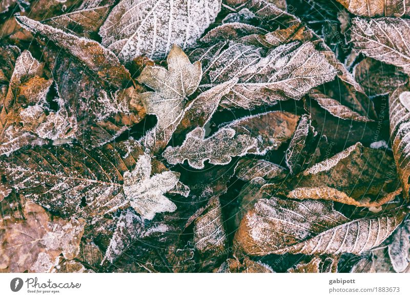 beginning of winter Environment Nature Landscape Autumn Winter Weather Beautiful weather Bad weather Ice Frost Leaf Garden Park Fresh Cold Brown Multicoloured