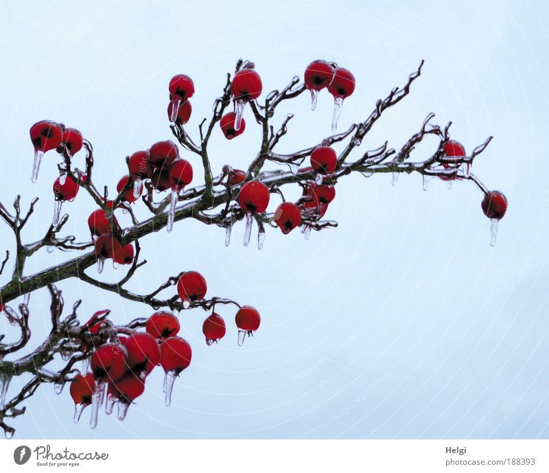 Branch with red decorative apples with icicles from frozen rain Environment Nature Plant Sky Winter Weather Ice Frost Freeze Hang Growth Esthetic Exceptional