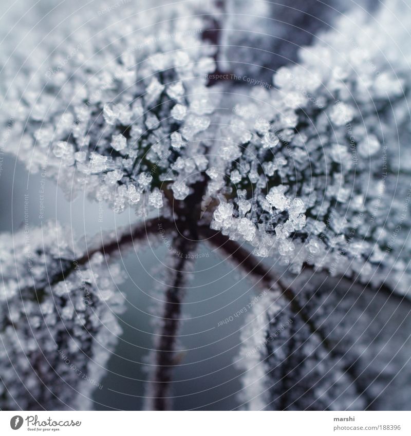 sugar Winter Weather Plant Leaf Cold Crystal Ice Frost Close-up Ice crystal Sweet Blur Colour photo Exterior shot