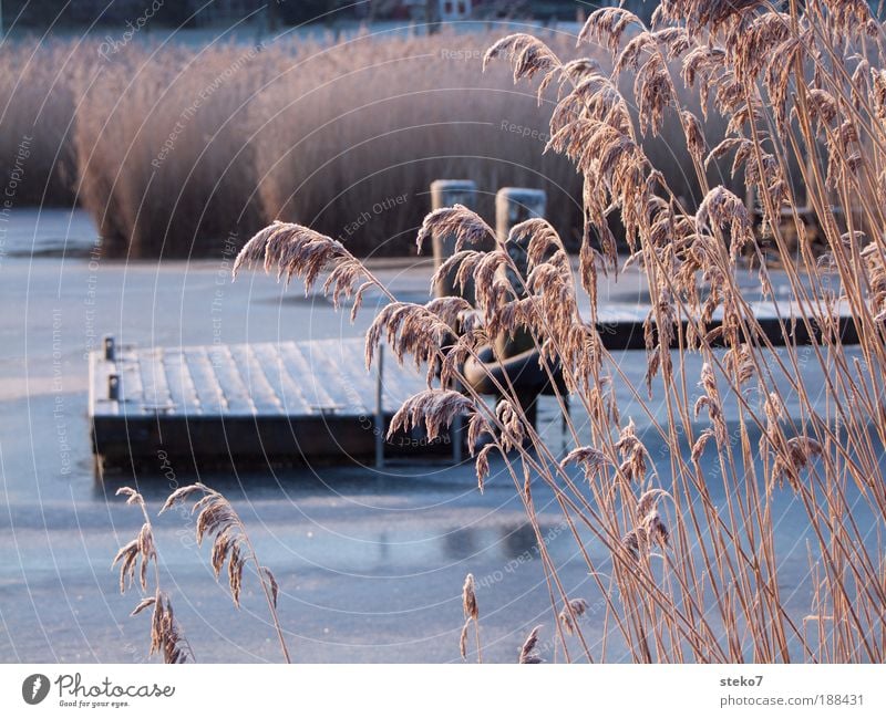 frost walkway Lakeside Calm Stagnating Solidify Frost Ice Footbridge Jetty Common Reed Exterior shot Deserted Dawn Day