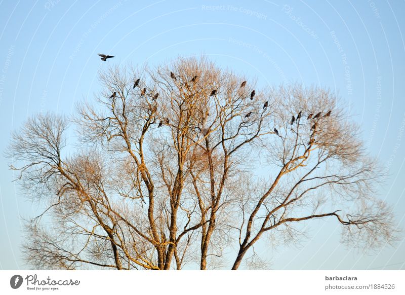 Shared flat | Raven-Clan Environment Nature Plant Animal Sky Winter Climate Beautiful weather Tree Bird Raven birds Group of animals Flying Sit Together