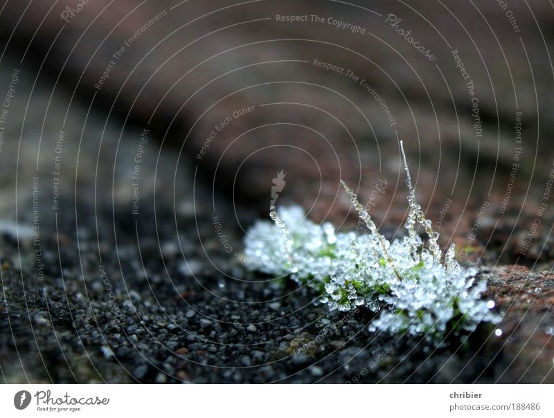 threaded Drops of water Winter Climate Ice Frost Moss Freeze Glittering Cold Point Calm Endurance Grief Stagnating Transience Delicate Motionless Hoar frost