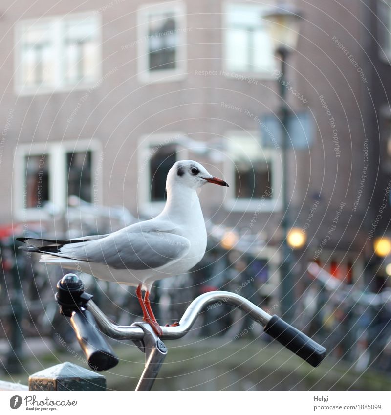 lift Environment Winter Beautiful weather Amsterdam Downtown House (Residential Structure) Facade Window Vehicle Bicycle Animal Bird Seagull 1 Observe