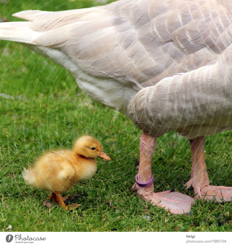 always close to mama... Environment Nature Plant Animal Spring Beautiful weather Grass Meadow Pet Farm animal Bird Goose Gosling Feather Animal foot 2