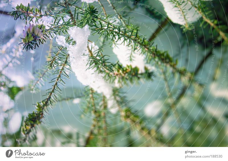 snow lights Nature Sunlight Winter Climate Beautiful weather Ice Frost Snow Plant Bushes Blossom Foliage plant Heather family Blue Green White Cold Freeze