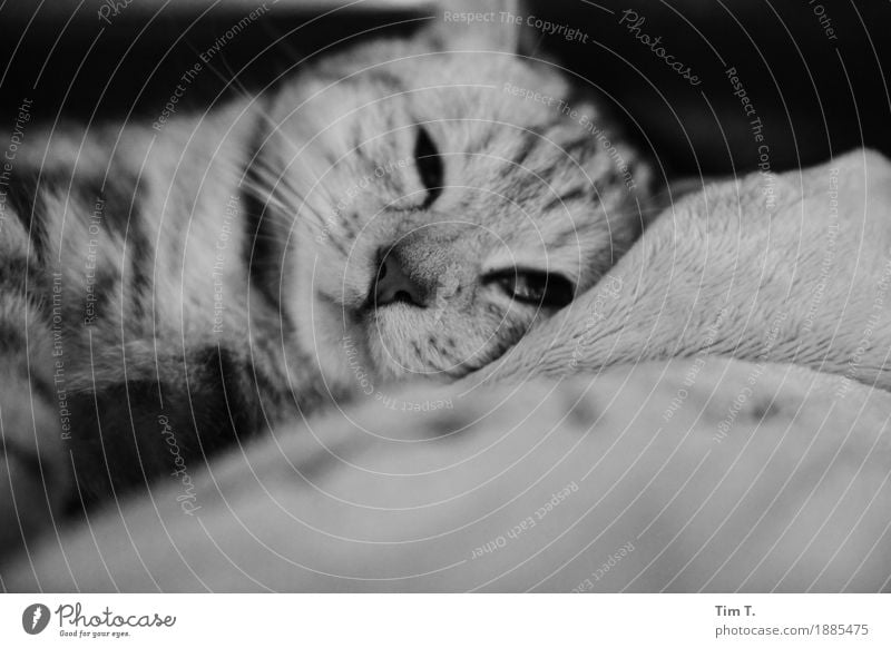 cat Animal Pet Cat 1 Baby animal Protection Stagnating Relaxation Black & white photo Interior shot Deserted Morning Blur Looking