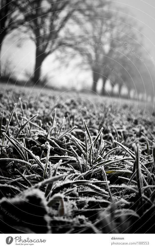 Fog in the morning II Nature Deserted Fear Bizarre Emotions Cold Forest Ice Frost Lanes & trails Winter Earth Field Light Shadow Black & white photo
