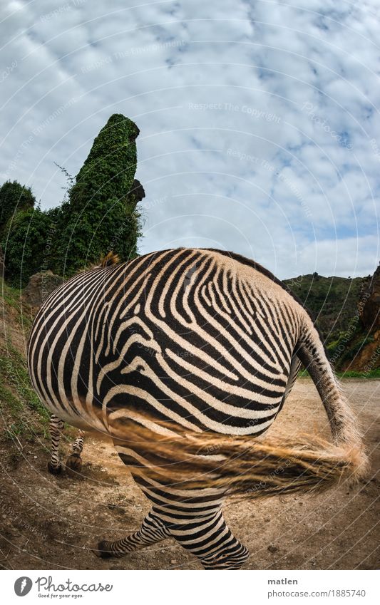 rebuffed Landscape Plant Sand Sky Clouds Weather Grass Bushes Rock Animal Pelt 1 Blue Brown Green Black White Zebra Tails cold shoulder Spirited Turnaround