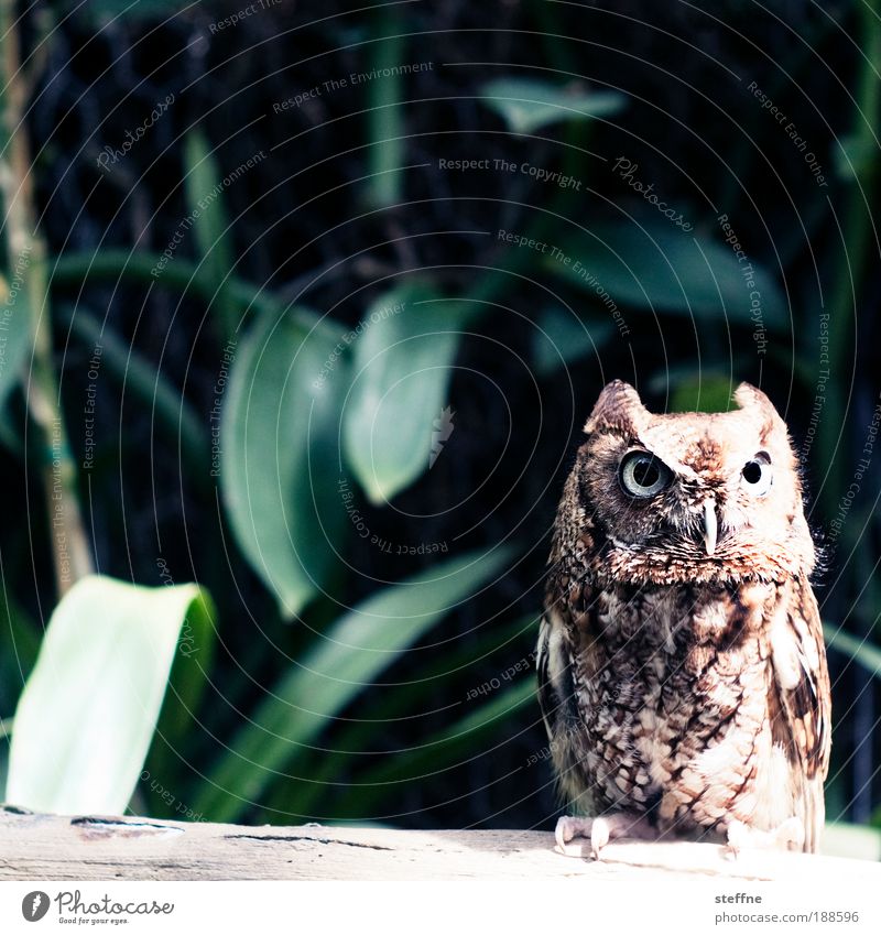 SUPER OWL Florida Florida Keys Animal Wild animal Owl birds Eagle owl Looking Colour photo Exterior shot Animal portrait