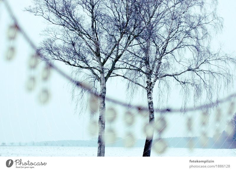 two birch trees in a white, wintry landscape - with crystal decoration in the foreground Crystal Winter Snow Tree Freeze Winter mood Eternity Dream Fabulous