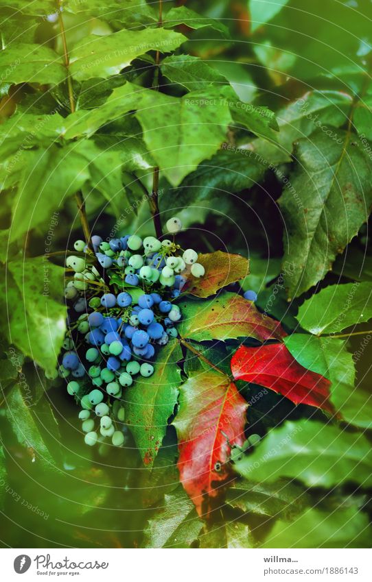 Blue berries on mahonia bush Berry bushes Berries Barberry buttercup-like Angiosperm Evergreen plants Green Red Berry seed head flora Nature Mahoney shrub
