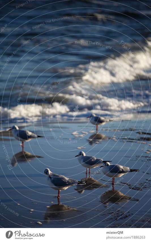 Cold feet. Nature Esthetic Gull birds Seagull Reflection Sea water Coast Water 5 Feet Animal foot Feet up Colour photo Multicoloured Exterior shot Abstract